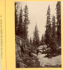 France, Dans la Forêt de Ginieux (Forêt Royale) Vintage Albumen Print. Photo collar picture