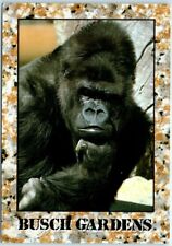 Postcard - Gorilla at Busch Gardens - Tampa, Florida picture