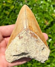 Indonesian Megalodon Sharks Tooth HUGE 4.3” Fossil Serrated Megladon Indonesia picture