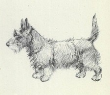 Scottish Terrier #2 - CUSTOM MATTED - Vintage Dog Print - 1948 KF Barker picture