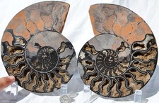 Large Black Ammonite PAIR Deep Crystals 110myo FOSSIL XXL 160mm 6.3