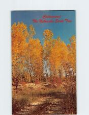 Postcard Cottonwood The Nebraska State Tree Nebraska USA picture