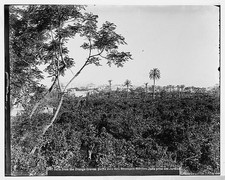 Photo:Jaffa Tel Aviv Israel 1900s Orange Groves View from Groves picture