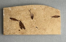 Ulrich's Fossil Gallery Wyoming Knightia Diplomystus Wall Hanging 6.5