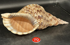 Large Triton's trumpet Beach Shell Charonia, Stunning Seashell 12