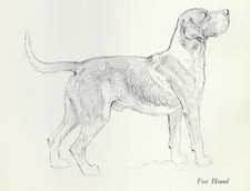 Foxhound - Vintage Dog Art Print - 1938 KF Barker picture