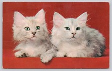 Vintage Plastichrome Postcard Two Fluffy Kittens Green Eyes 1960s Cats picture