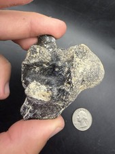 Fossil Alligator Vertebra Backbone Fossil Florida Manatee County picture