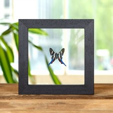 Long-tailed Metalmark Framed Butterfly In Clear Glass Frame (Rhetus arcius) picture