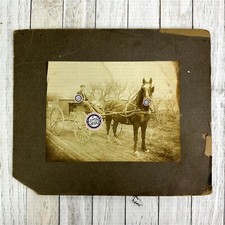 Antique Horse Wagon Photograph Photo Beautiful Horse LOOKING at the Camera Man picture