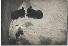 Vintage Old Cute Animal Photo BLACK BEAR CUBS & PIG Harness Friends at the Zoo picture
