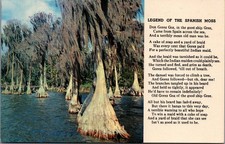 Vintage Lusterchrome Cypress Trees Spanish Moss Legend Postcard Unposted picture