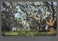 c1940 Pakenhams Oaks New Orleans LA Spanish Moss Postcard 22 picture