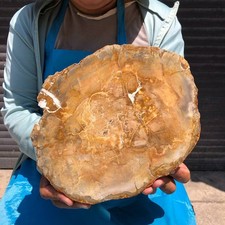 2190g Natural wood fossilized stone mineral specimen  MH6374 picture