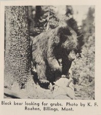 1937 Magazine Photo Black Bear Looking for Grubs Montana picture
