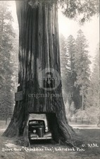 Leggett, California CA Drive Through Chandelier Tree Underwood Park Vintage RPPC picture