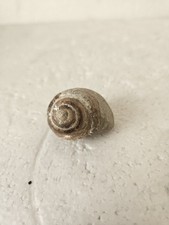 RRR RARE Snail Fossil picture
