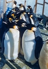 RARE1957 45-Photos Antarctic Penquins Collected,Delivered to PDX Zoo 35mm Slides picture