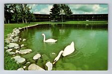 Cable WI-Wisconsin, Swans At Telemark Lodge, Advertising, Vintage Postcard picture