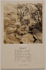 Vintage RPPC 1937 Jackrabbit Poem F V Sampson Barstow CA Animal Desert Postcard picture