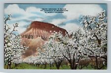 Mt Garfield CO Peach Orchards In Bloom Colorado Vintage Postcard picture