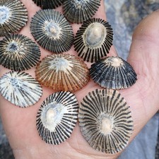 15 A++ Premium Hawaiian Opihi Limpet Sea Shells picture