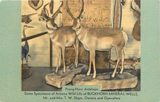 1940s Mesa Arizona Prong Horn Antelope Buckhorn Mineral Wells Postcard 26-3361 picture