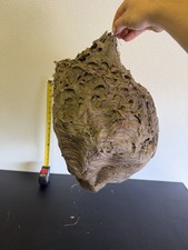 Gorgeous Bald Faced Hornets Nest HUGE XXL made In Upstate New York #3 picture