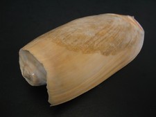 Unique Form...CYMBIUM CYMBIUM~55.4mm~Australia SEASHELL picture