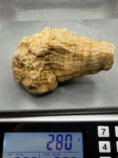 Fossilized Indiana Geode Crinoid Calyx & Stem Chalcedony Agate 280 Grams picture