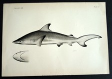 Vintage 1903 Hawaiin Fish B & W Lithograph SHARK picture