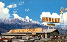 Cabazon CA California Hadley's Fruit & Nut Orchards c1950-60s Vintage Postcard picture