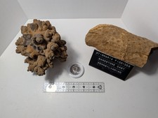 Stigmaria Fossil Lycopod Root Oklahoma Botryoidal Iron Oxide Concretion Lot 2 pc picture
