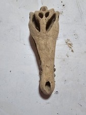 Amazing Crocodile Skull fossil is a stunning artifact from the prehistoric world picture