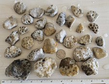 30 Michigan Fossil Coral Petoskey Stone Specimen Lot 1 Lb 14 Oz Natural picture
