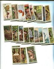 1925 W.D. & H.O. WILLS LIFE IN THE TREE TOPS 50 DIFFERENT TOBACCO CARD SET picture