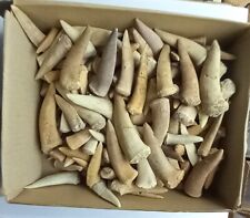 200 Pieces fossil Enchodus fish teeth fossil shark teeth Morocco Enchodus fossil picture
