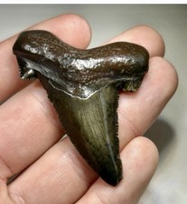2”+ Suwannee River Auriculatus Shark Tooth Rare Florida Dark Green & Brown Camo picture
