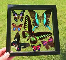 7 REAL BUTTERFLIES AMAZING COLORS MOUNTED WOOD DOUBLE GLASS 8.5