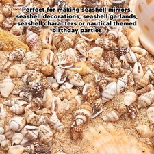 1 Can Tiny Sea Shells Non Porous Natural Spiral Seashells Conch For DIY Fis NEKX picture
