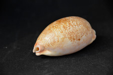 Scarce Specimen Leporicypraea  mappa alga 63.1 mm  - orange aperture picture