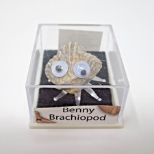 Benny Brachiopod Fossil with Googly Eyes Funny Educational Display picture