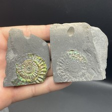Ammonite Fossil Somerset UK Collector Quality Beautiful Green picture