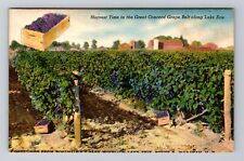 Lake Erie NY-New York, Concord Grape Field during Harvest Time Vintage Postcard picture