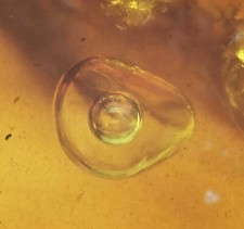 Movable Water Bubble (Enhydro), Fossil inclusion in Burmese Amber picture
