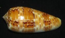 78 mm RARE Conus Dusaveli Cone Seashell + Operculum From Ryukyu Island #A5 picture