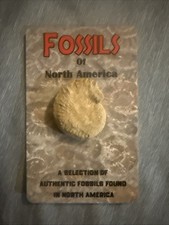 Fossils Of North America A Section Of Authentic Fossils Found In North America picture