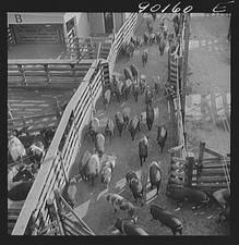 Photo:Omaha Nebraska 1930s Union Stockyards Cattle Drive Stockyard Pens picture