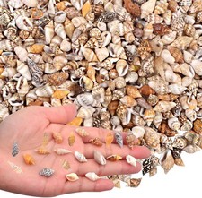 AGNURCADE about 1000Pcs(200G) Small Sea Shells Tiny Mixed Natural Spiral Conch S picture