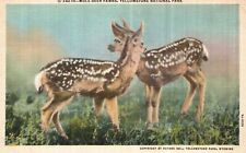 Mule Deer Fawns Yellowstone National Park County Wyoming Vintage Postcard 1940's picture
